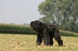 BOUVIER DES FLANDRES 384